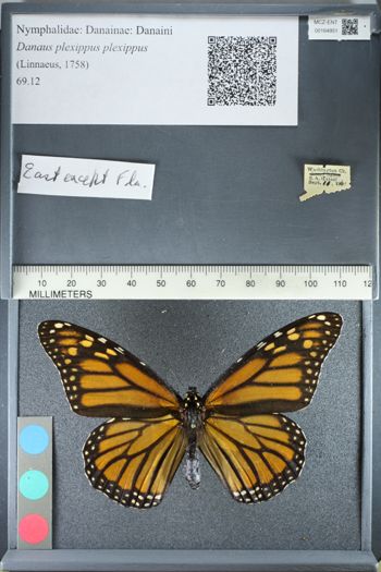 Media type: image;   Entomology 164951